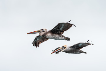 Brown pelicans flying over the sea in the Paracas National Park, Pisco, Peru