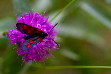 Papillon Zygaena filipendulae points rouges