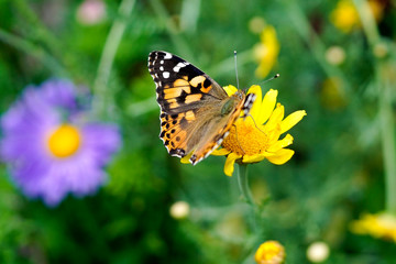 Fototapeta na wymiar a small tortoiseshell butterfly pollinating an aster