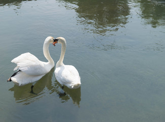 The mute swan - White swans on water - White swans swimming on river - Swans gorgeous on grey water surface