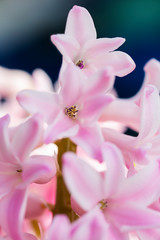 Obraz na płótnie Canvas Macro shot of lilac flower