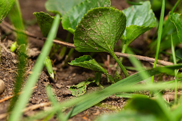 Herbs growing in the earth