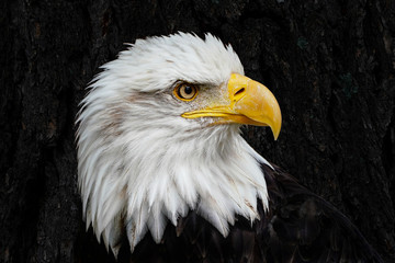 American Bald Eagle Portrait