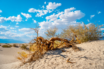 A dead tree in the beautiful desert in the background in Death Valley, California. United States