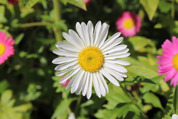 Fototapeta premium A blooming chamomile is beautiful flower