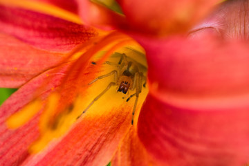 Spider Cheiracanthium sitting in the flower red and yellow daylilie. Cheiracanthium in ambush....