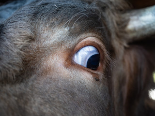 Huge open cow's eye, big eye curiously looking