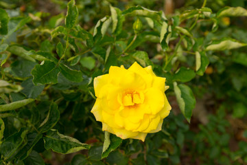 Rosa hemisphaerica, yellow rose in the farm.