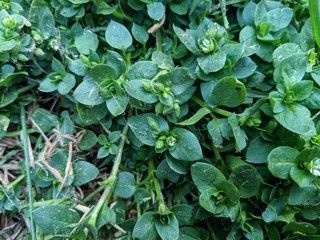 Pequeñas grandes flores escondidas entre las hojas