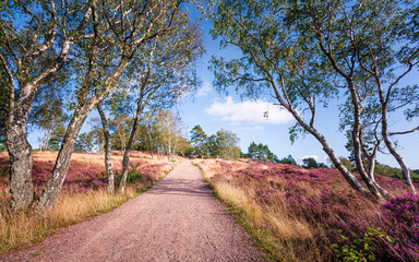 Fototapeta premium Green trees with blue sky in the backgound and pink red violet heather as foreground