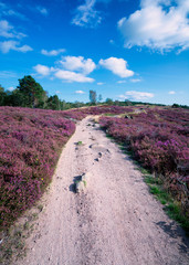 Green trees with blue sky in the backgound and pink red violet heather as foreground