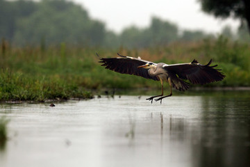The grey heron (Ardea cinerea) flying acros the pond with green background with long legs and beak.