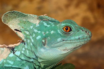 The plumed basilisk (Basiliscus plumifrons),also commothe green basilisk, the double crested basilisk, or the Jesus Christ lizard, portrait.