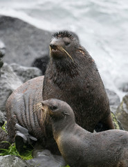 Fur Seals on Pribilof / Saint Paul Island Alaska