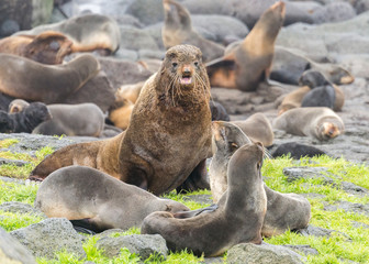 Fur Seals on Pribilof / Saint Paul Island Alaska