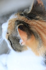 close up of a orange, gray, black and white cat with green eyes on a blurry background. portrait of cats