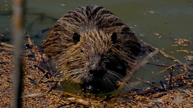 Coypu, Nutria, eating vegetation in waterway