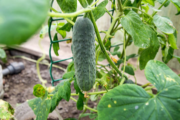 fresh green cucumber in the garden