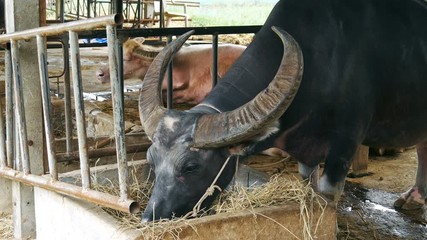 Video 4k of water buffalo resting at farm