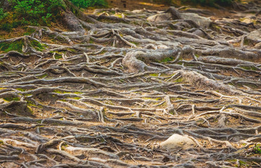 The roots of the trees on the soil surface form an amazing pattern_