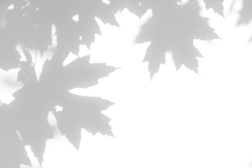 Overlay effect for photo. Gray shadow of the maple tree leaves on a white wall. Abstract neutral...