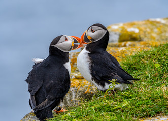 Two Atlantic Puffins  Kissing, Portrait