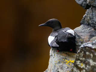 Black Guillemot Sitting  on a Rock Ledge