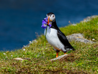 Atlantic Puffin Standing on Grass and Holding Wild Iris in its Beak