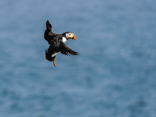 Atlantic Puffin in Flight against Blue Ocean Water