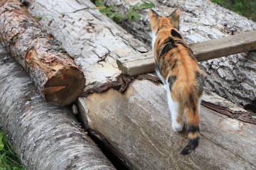 close up of a orange, gray, black and white cat with green eyes on a wood background. Portrait of tiger cats near a trunk