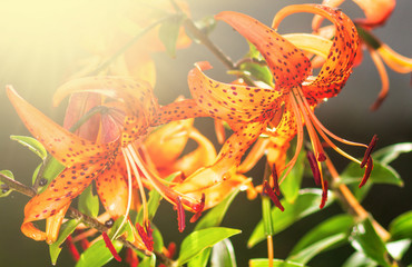 Tiger lilies in garden. Lilium lancifolium (syn. L. tigrinum) is one of several species of orange lily flower to which the common name Tiger Lily is applied. Can be used as a wallpaper or background.