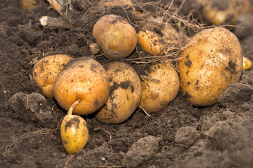 fresh organic potatoes in the field. Soil