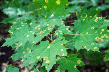 green maple leaves with yellow spots