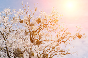 Sunset on the background of winter nature snow tree