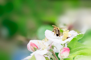 Close Up of Honey bee on Apple Tree in Spring with white blossoms at sunny day