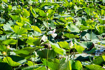 green leaves of water lilies