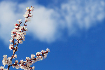 Blooming tree branches with a cloudy blue sky and sun
