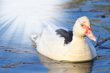 close up of duck swimming in pond with sun glow