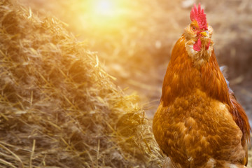 red rooster is on the plowed hay against a bright red sunset