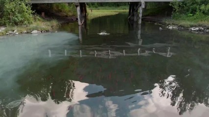 Rings from where salmon jumped out of the water