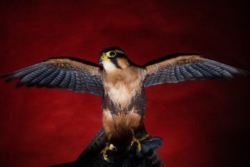 Birds of Prey - Rico Harris Hawk