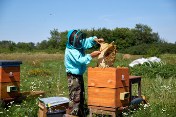 elderly man beekeeper collects honey in honeycombs