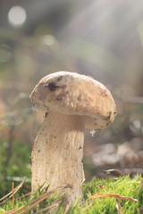 mashroom in forest