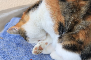 portrait, close up of a orange, gray and white cat scratching himself on a blurry green background