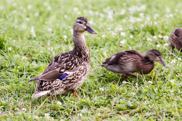 Wild duck floating on the lake