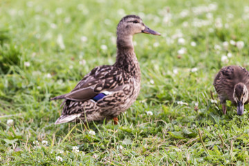 wild ducks in search of food on the grass by the lake