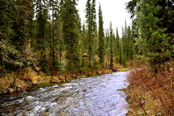 Landscape Trees Pine Spruce River open air Green Forest Mountain river Blue