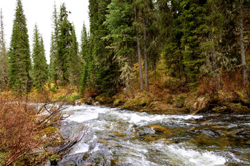 Landscape Trees Pine Spruce River open air Green Forest As in Canada