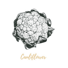 Cauliflower vector illustration  