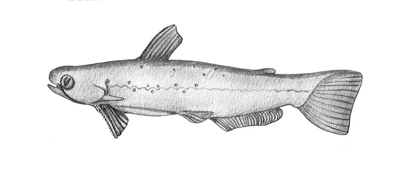 Catfish. Hand drawn realistic illustration.
